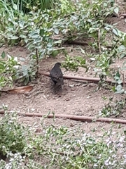 Turdus merula