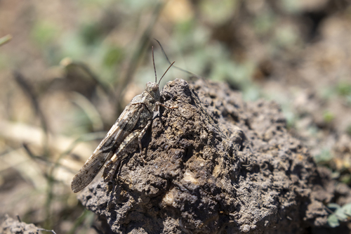 iNaturalist observation photo of Trimerotropis
