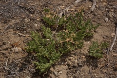 Tauschia parishii