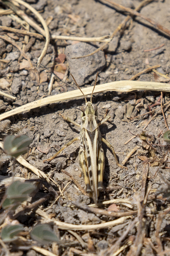 iNaturalist observation photo of Clear-winged Grasshopper