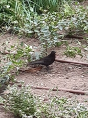 Turdus merula