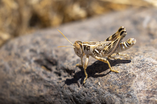 iNaturalist observation photo of Valley Grasshopper