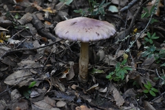 Cortinarius lebre