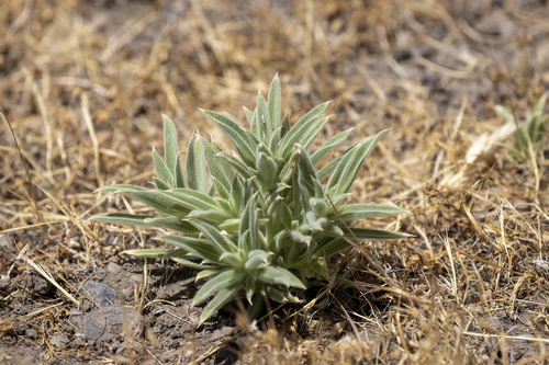 iNaturalist observation photo of Vinegar Weed