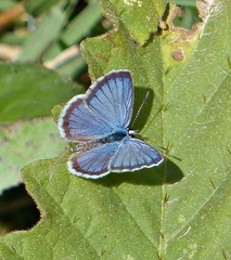 Hemiargus hanno hanno