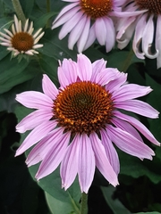 Echinacea purpurea
