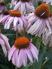 Echinacea purpurea