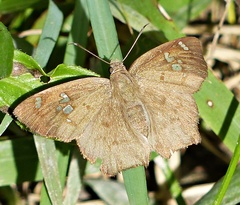 Telemiades laogonus