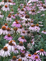 Echinacea purpurea