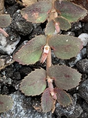 Euphorbia thymifolia image