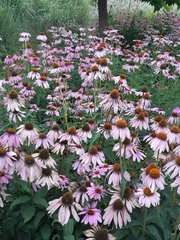 Echinacea purpurea