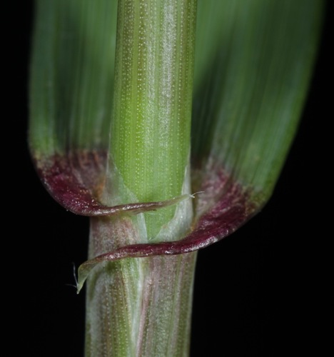 Triticum aestivum iNat (1)