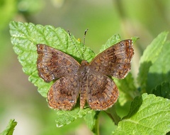 Calephelis aymaran