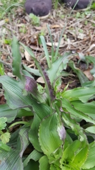 Tradescantia humilis