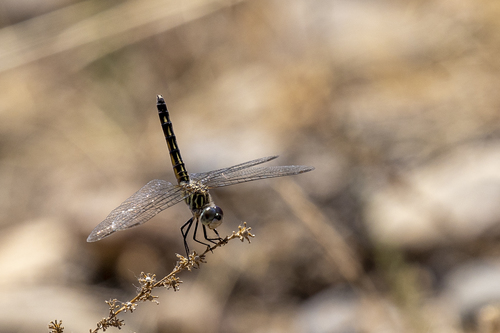 iNaturalist observation photo of Blue Dasher