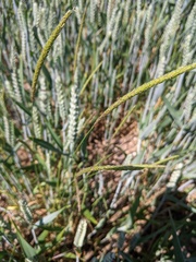 Alopecurus myosuroides