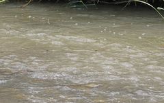 Onychogomphus costae