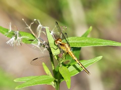 Erythrodiplax paraguayensis