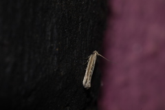 Polyhymno luteostrigella