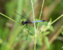 Erythrodiplax paraguayensis