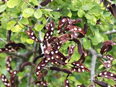 Microlobius foetidus