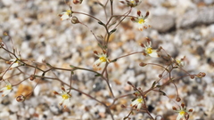 Nemacladus rubescens