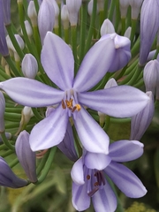 Agapanthus praecox