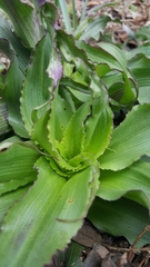 Tradescantia humilis