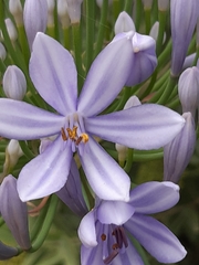 Agapanthus praecox