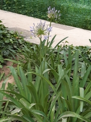 Agapanthus praecox