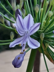 Agapanthus praecox