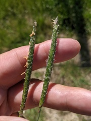 Alopecurus myosuroides