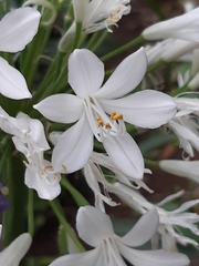 Agapanthus praecox