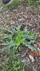 Tradescantia humilis