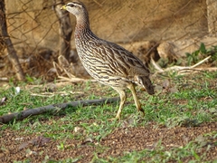 Pternistis bicalcaratus