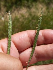 Alopecurus myosuroides