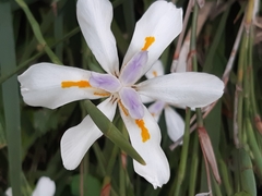 Dietes grandiflora