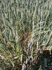 Alopecurus myosuroides