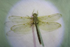 Neurocordulia xanthosoma