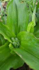 Tradescantia humilis