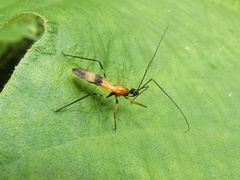 Hiranetis