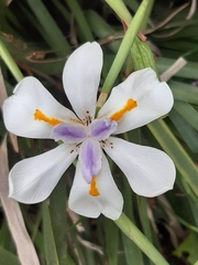 Dietes grandiflora
