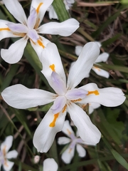 Dietes grandiflora