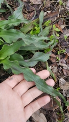 Tradescantia humilis