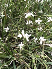 Dietes grandiflora