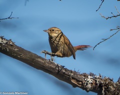 Syndactyla rufosuperciliata