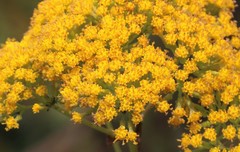 Senecio brachypodus