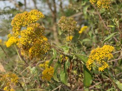 Senecio brachypodus