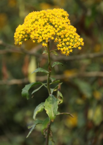 Senecio brachypodus