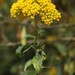Congested Ragwort - Photo (c) Sharon Louw, some rights reserved (CC BY-NC), uploaded by Sharon Louw